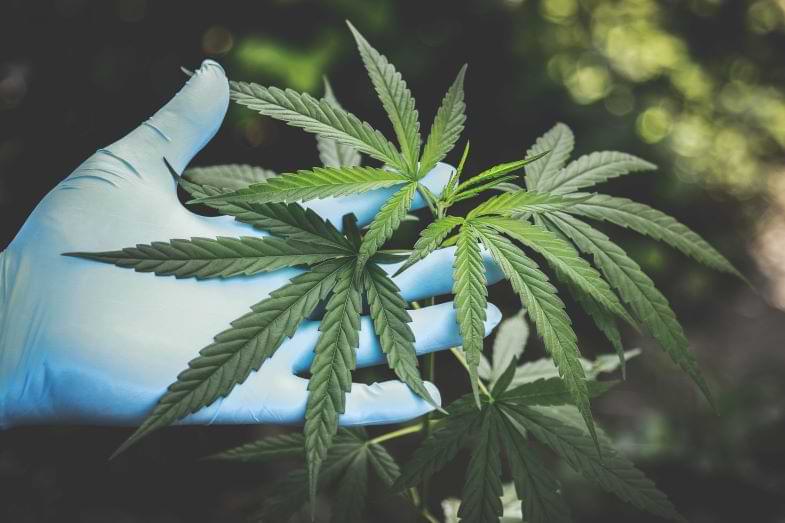 pianta di cannabis | Justbob