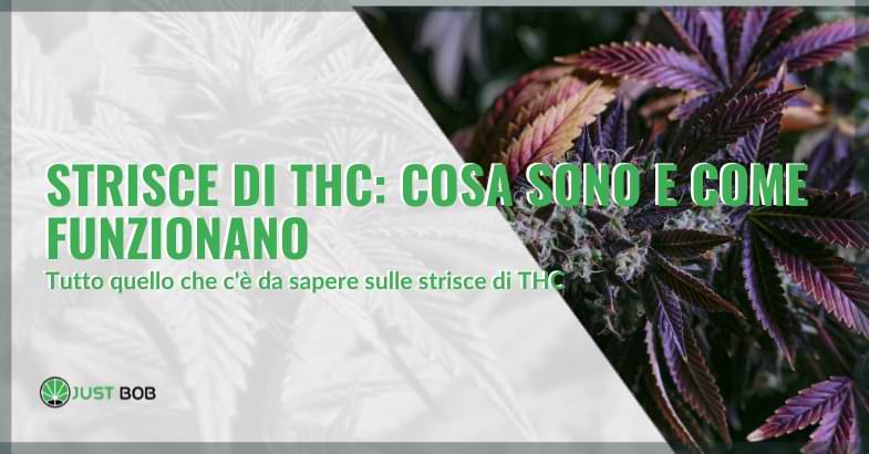 strisce di THC | Justbob