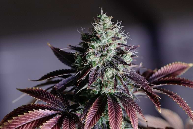 strisce di THC | Justbob