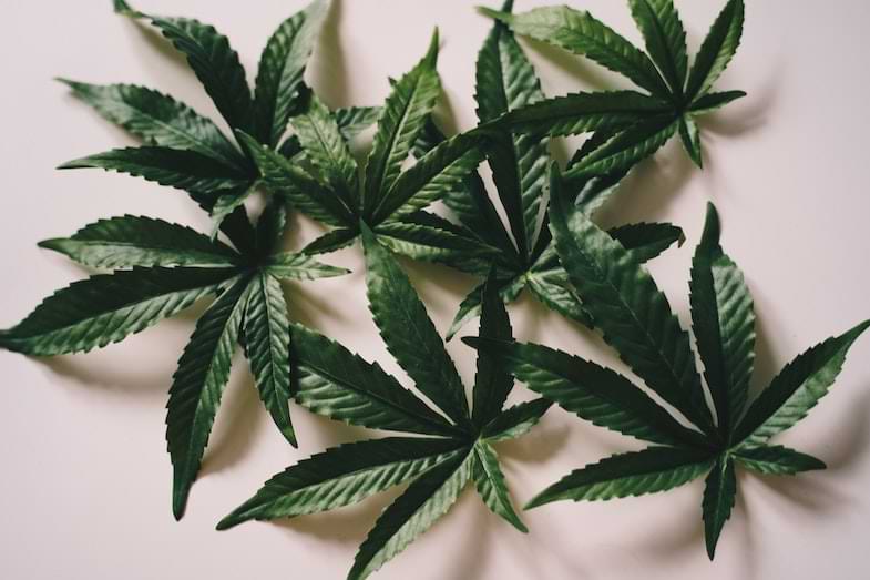 Foglie di cannabis light | Justbob