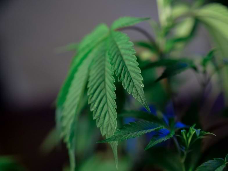 concentrati di cannabis | Justbob