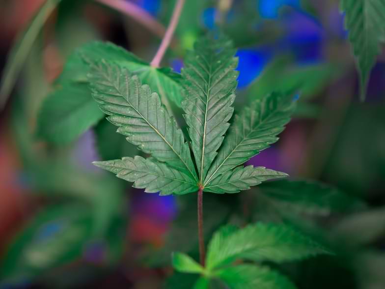 piante simili alla cannabis | Justbob
