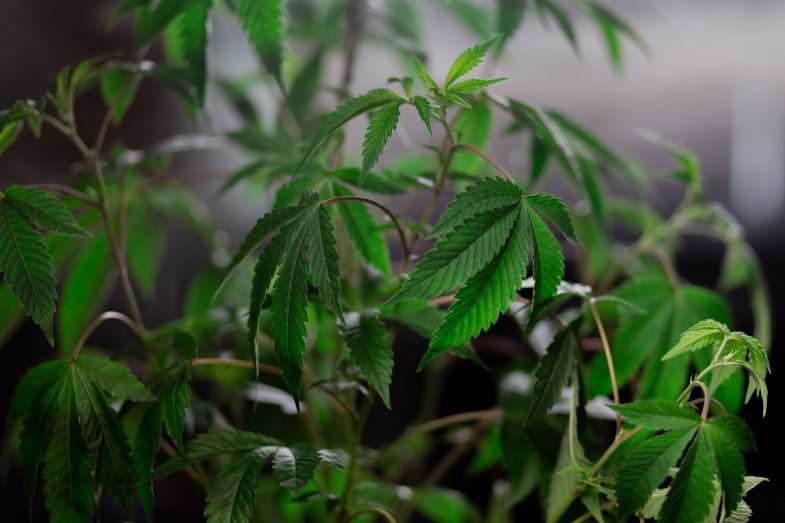 concentrati di cannabis | Justbob