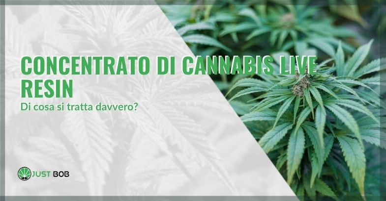 Cosa è il concentrato di cannabis live resin?