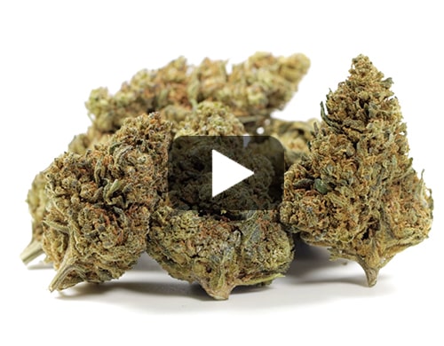 erba-legale-gelato-cbd-boost
