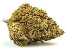 Cima di cannabis light Gelato Cbd Boost
