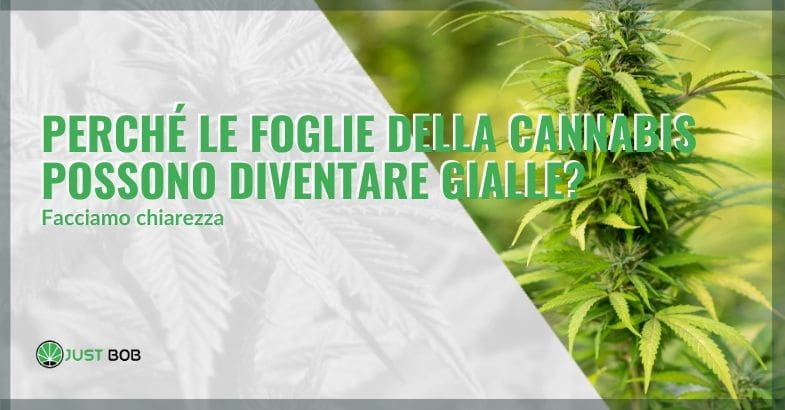 Perché le foglie della cannabis possono diventare gialle