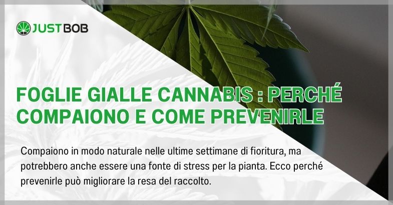 Foglie gialle cannabis : perché compaiono e come prevenirle