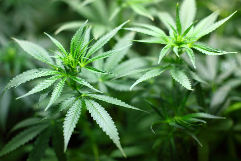 Pianta di cannabis dopo intervento per foglie gialle