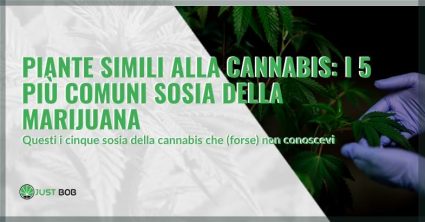 piante simili alla cannabis | Justbob