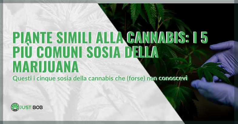 piante simili alla cannabis | Justbob