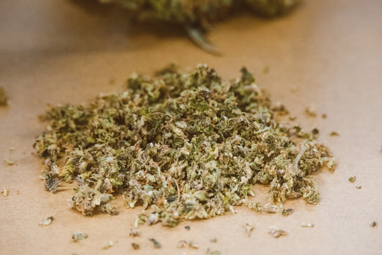 Scarti di cannabis dopo il trimming