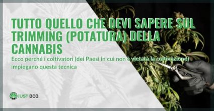 Tutto sul trimming (potatura) della cannabis