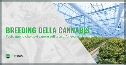 breeding della cannabis | Justbob