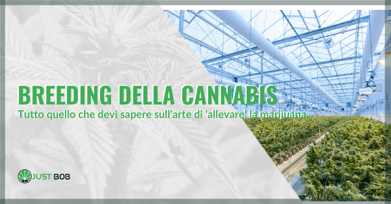 breeding della cannabis | Justbob