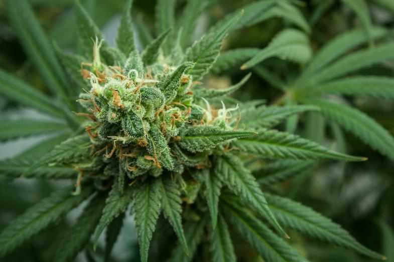 breeding della cannabis | Justbob