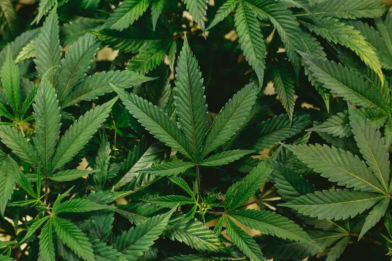 breeding della cannabis | Justbob