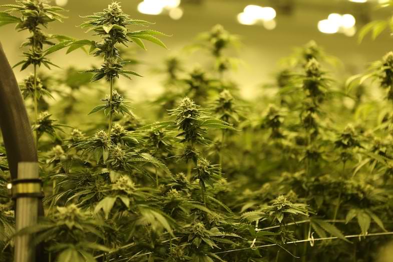 micropropagazione della cannabis | Justbob