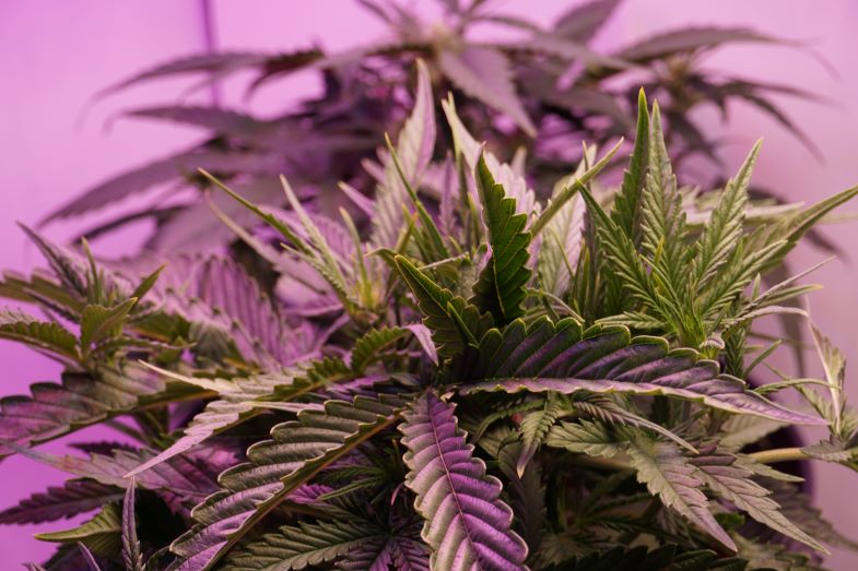 profilo terpenico | Justbob