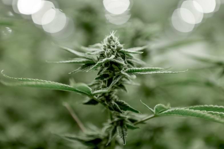micropropagazione della cannabis | Justbob