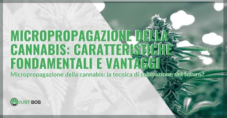 micropropagazione della cannabis | Justbob