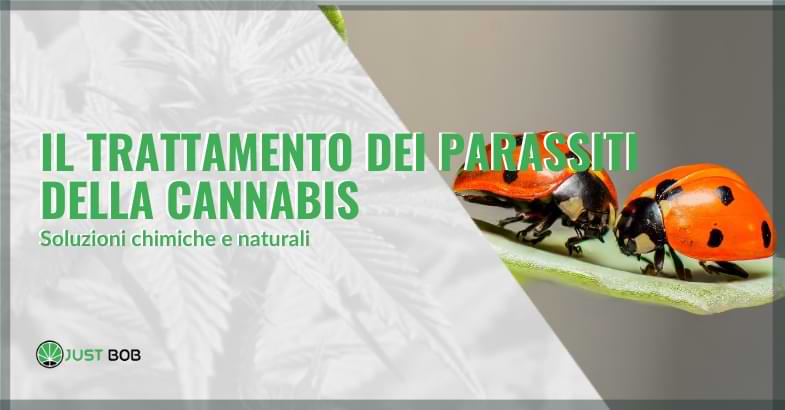 parassiti della cannabis | Justbob