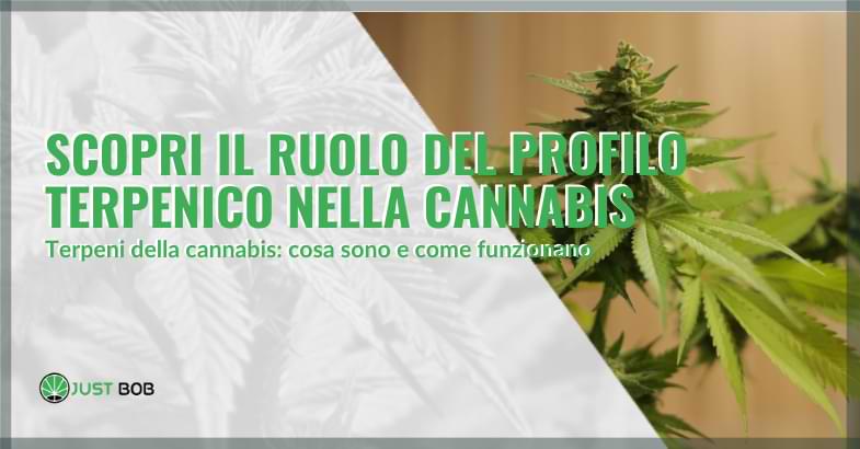 profilo terpenico | Justbob