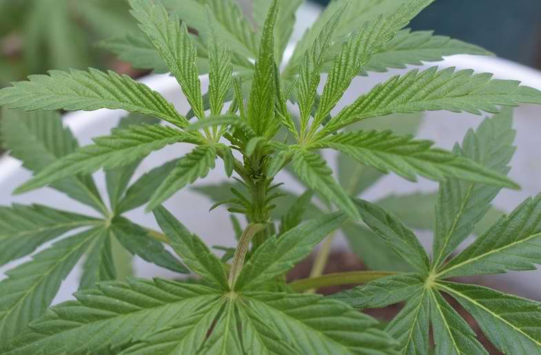 profilo terpenico | Justbob