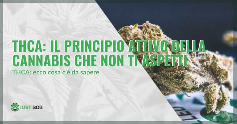 che cos'è il THCA | Justbob