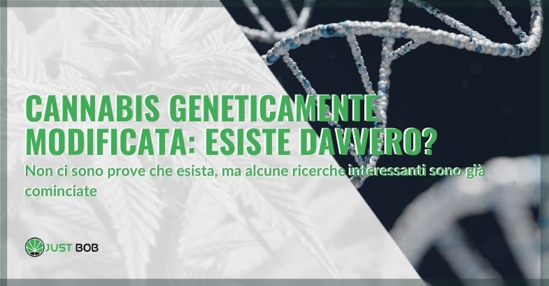 Cannabis geneticamente modificata: esiste davvero?