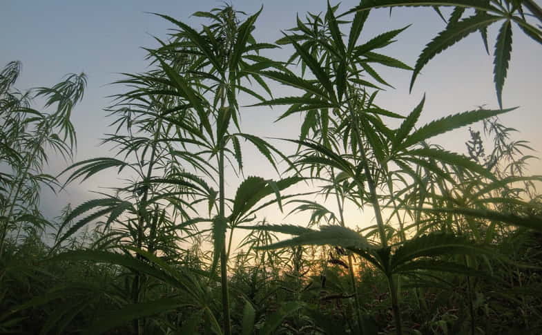 Esemplari di cannabis kush al tramonto | Justbob