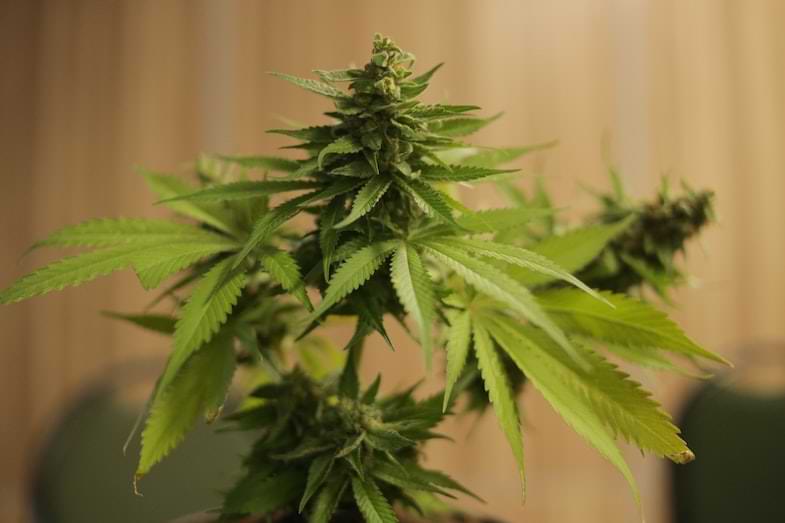 nutrienti per cannabis | Justbob