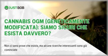 Cannabis OGM (geneticamente modificata)