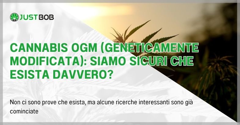 Cannabis OGM (geneticamente modificata)