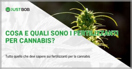 Cosa e quali sono i fertilizzanti per cannabis?