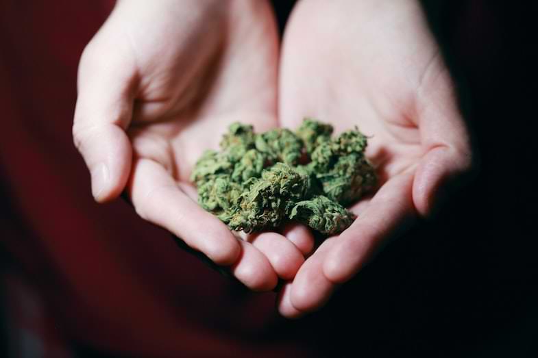 temperatura ottimale cannabis | Justbob