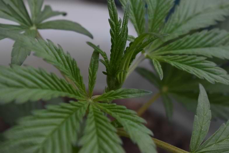 temperatura ottimale cannabis | Justbob
