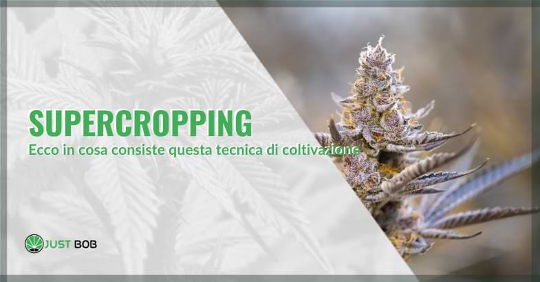 supercropping | Justbob