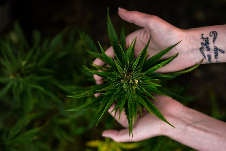 Mani che reggono delle foglie di cannabis