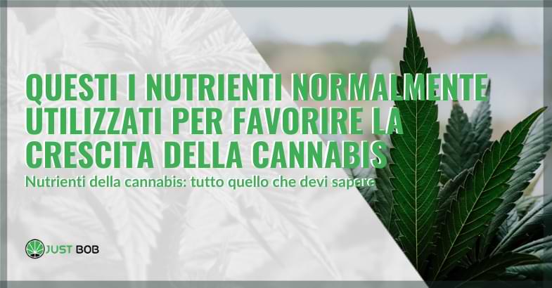Crumble CBD: che c’è da sapere su questa forma di cannabis