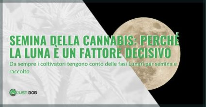 Semina della cannabis: la Luna influisce