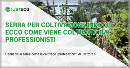 Serra per coltivazione indoor : ecco come viene coltivata dai professionisti