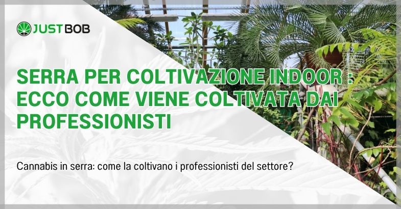 Serra per coltivazione indoor : ecco come viene coltivata dai professionisti