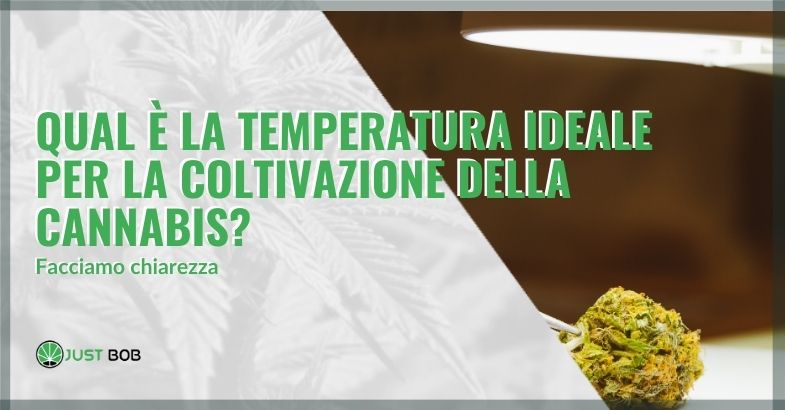 Temperatura ideale cannabis