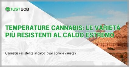 Temperature cannabis: le varietà più resistenti al caldo estremo
