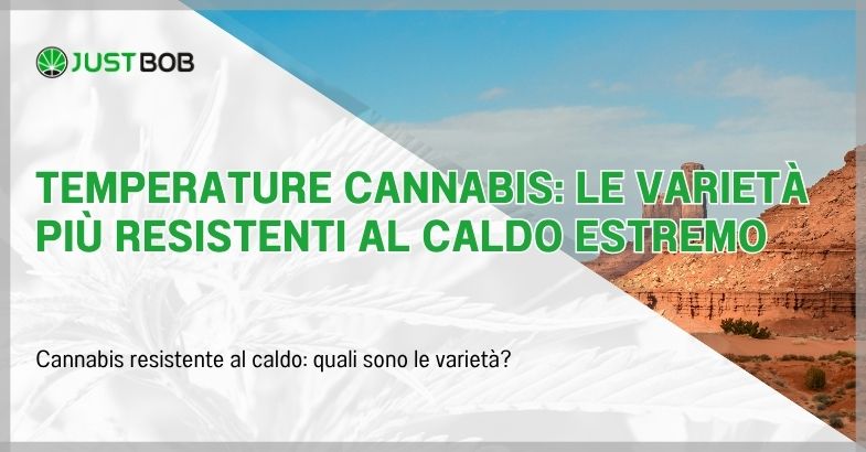 Temperature cannabis: le varietà più resistenti al caldo estremo