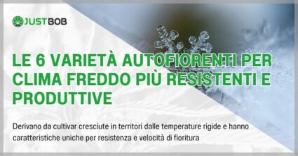 Le 6 varietà autofiorenti per clima freddo più resistenti
