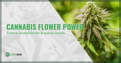 Le caratteristiche della cannabis Flower Power | Justbob