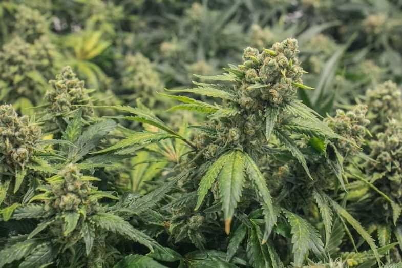 Coltivazione cannabis outdoor | Justbob