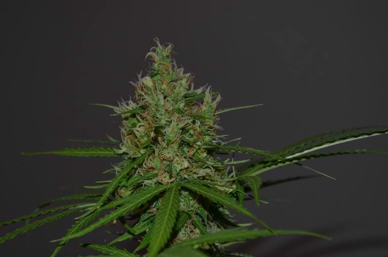 Che cos'è la cannabis Flower Power | Justbob 